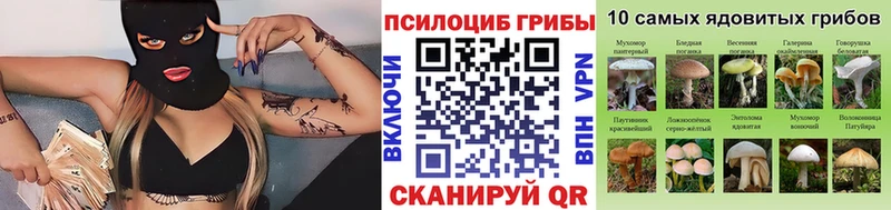 Псилоцибиновые грибы Cubensis  Купить закладки  Кингисепп 